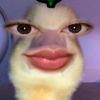 dpniimrc