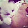 yoursofilitiegirll_1