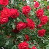 ya_allah739