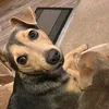 dogs3171