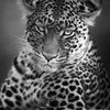ammara.bhd