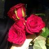 shabnum.manzoor