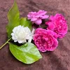 naryn_dosky