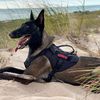 malinoislover2