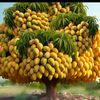hadiarratogo