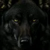 lobo solitário