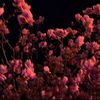 .dotcomm_
