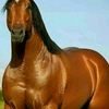 kald.mostafa0