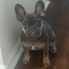 blubaby.dafrenchie