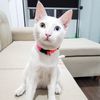 magi.cat