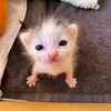 sikibiditoyles