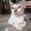 helmiraditya_6