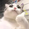 nicestar7