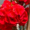 genis_427212