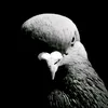 pizdabol621