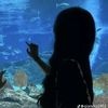 sweetia_zr6