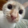 tofisopam