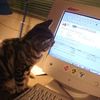 velocitymeow