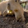 capybara0328