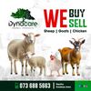 Dynacare herbal products