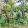 الورد❤️🌺