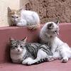 the.cat.diaries1
