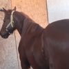 corral.lyr