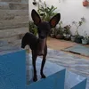 tico.baicinho