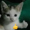 gato_like2315