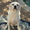 snoopysmom3