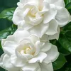 sumnima.rana86