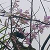 ujwal684
