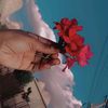 rfoo808