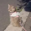 sweetierubii