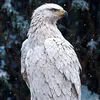 rahand_2888