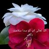 noor.elahi586