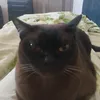 zjebf