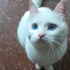 tazetta_capricorn