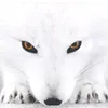 renard.blanc0ff
