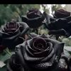 rashid.ansari567