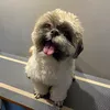 Woofy, Luna.