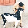 jameel.ahmed.dehr