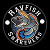 ravfishsnakehead