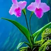 animali_85