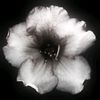 alenochka.core