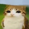 emidinkle