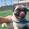 douglazzy