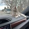 catsforlife701