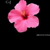 jordann._7