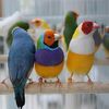 losangeles.birds